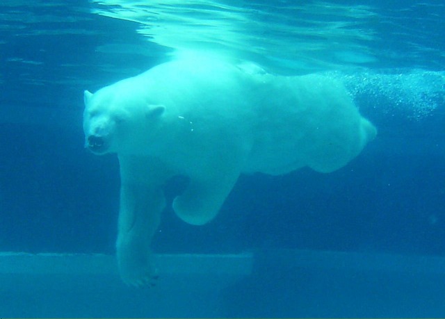 színkeverés - jegesmedve