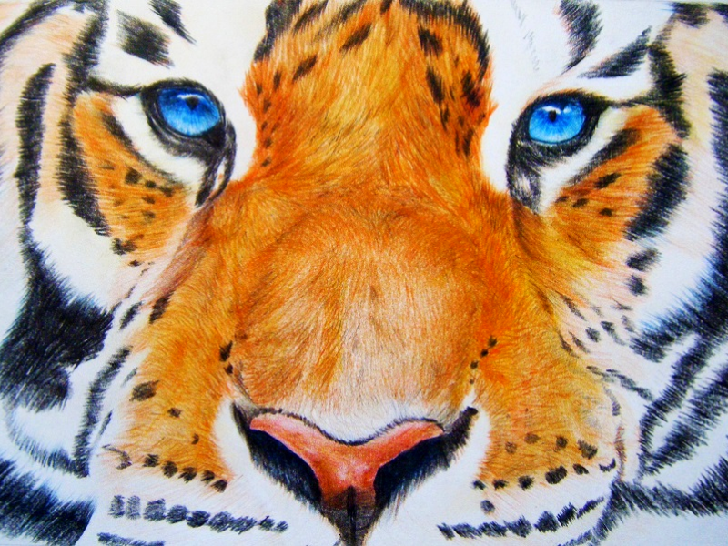 Online színes ceruzás tigris tanfolyam