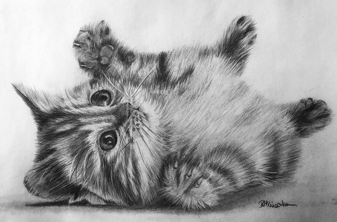állatok rajzolása 4
